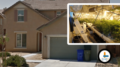 Victorville Man Arrested After Authorities Find Thousands of Marijuana Plants in Home