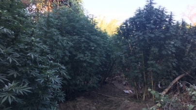 Approximately 500 Pounds of Marijuana Removed from Riverside Homeless Encampment