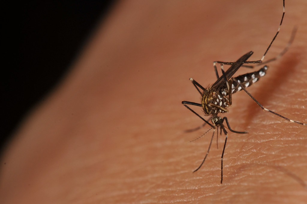 Mosquitoes test positive for West Nile in Coconino County
