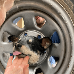 Riverside County Animal Services &  Firefighters Rescue Puppy Stuck in Spare Tire
